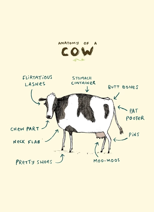 Anatomy Of A Cow
