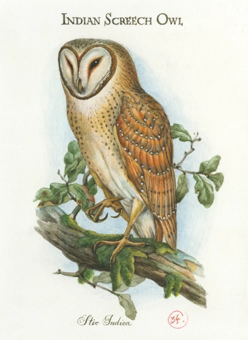 Indian Screech Owl