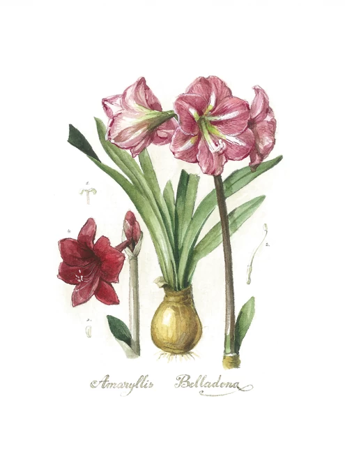 Belladonna Lily Flower