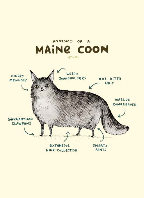 Anatomy Of A Maine Coon