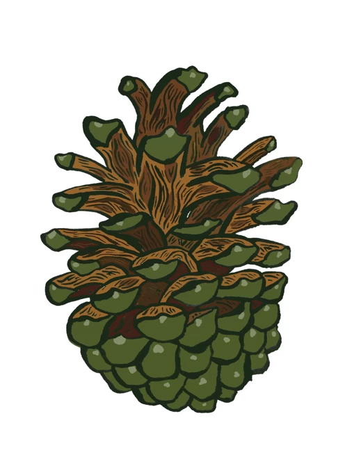 Pinecone from the forest