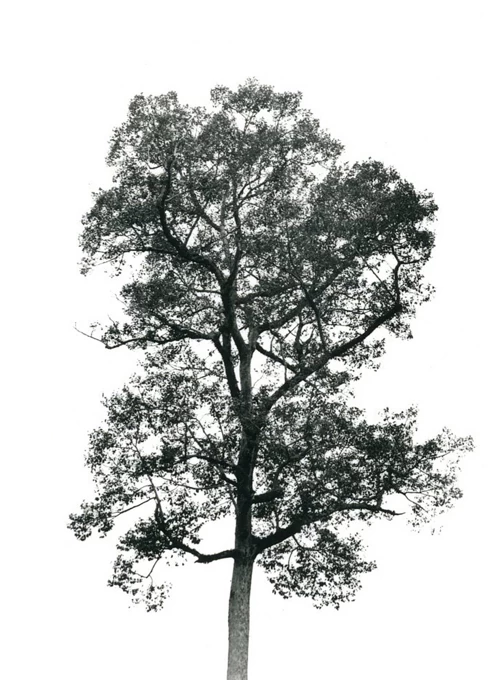 Tree #4 by Zoe Ali