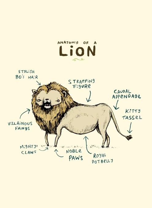 Anatomy Of A Lion