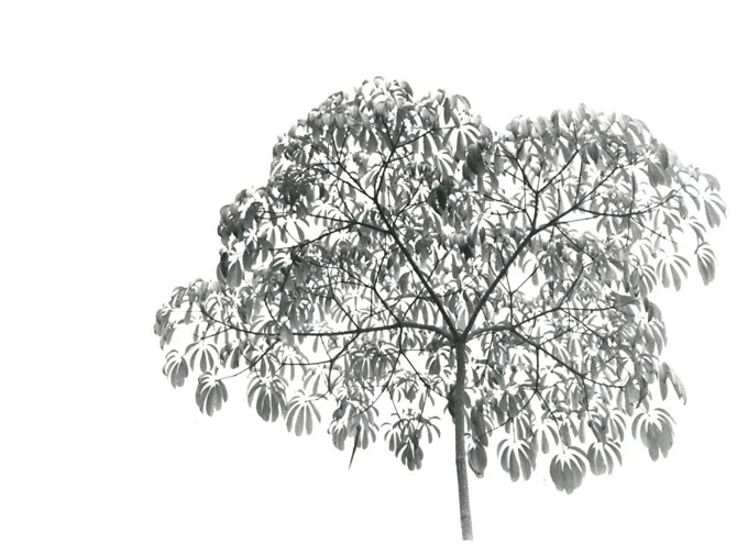 Tree #1 by Zoe Ali