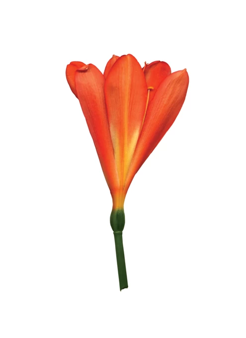 Orange Flower by Julie Davies