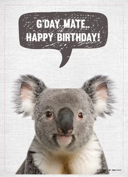 Birthday Koala