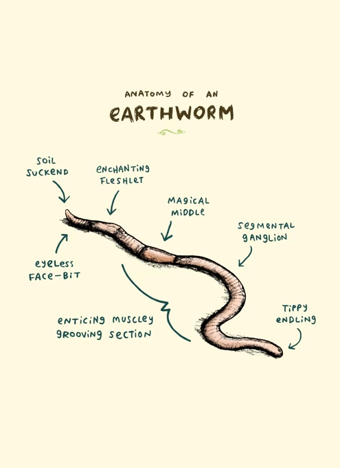 Anatomy Of An Earthworm