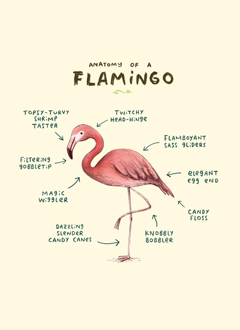 Anatomy Of A Flamingo
