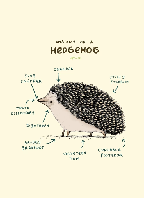 Anatomy Of A Hedgehog