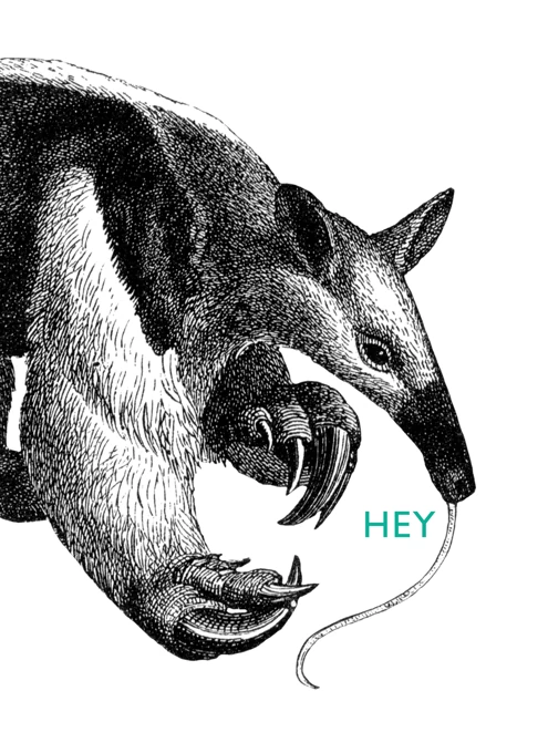 Hey Anteater