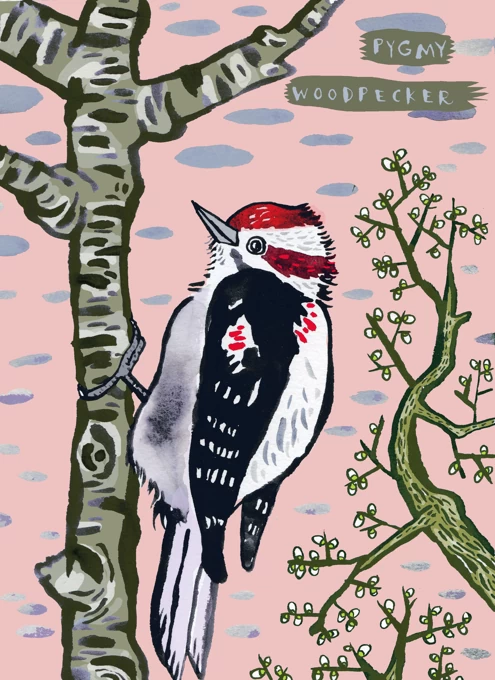 Pygme Woodpecker