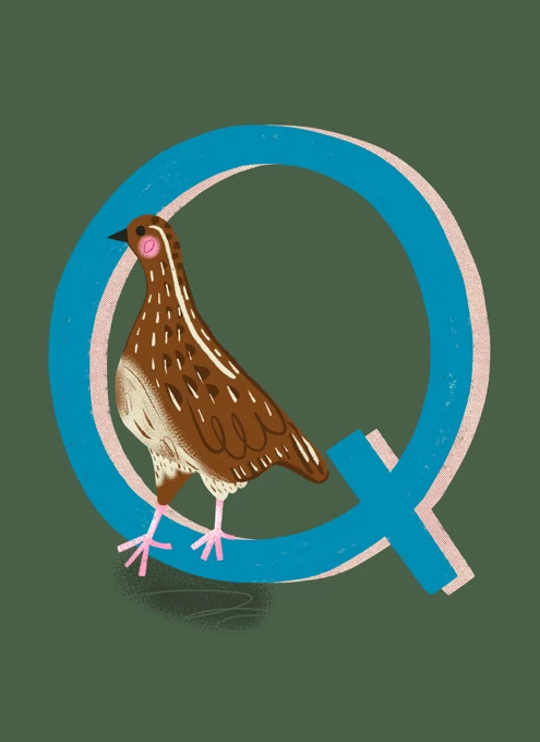 Q is for Quail
