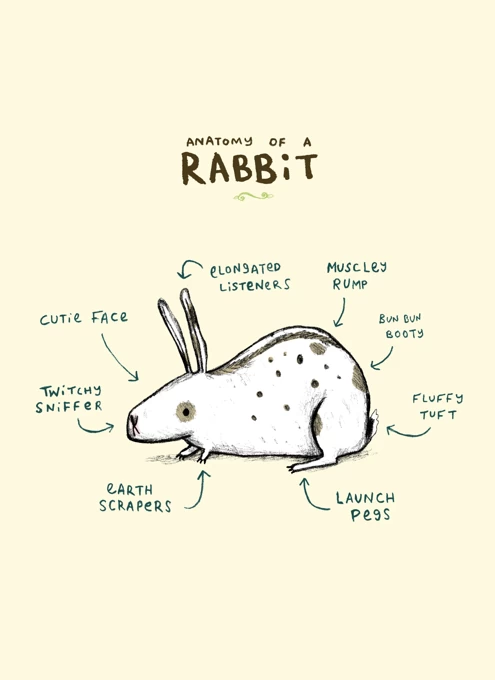 Anatomy Of A Rabbit