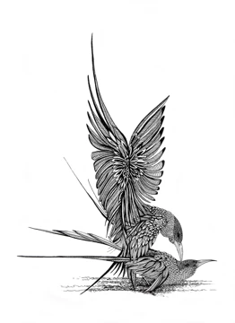 F*cking Birds (Terns) By Sally-Ann Rowland