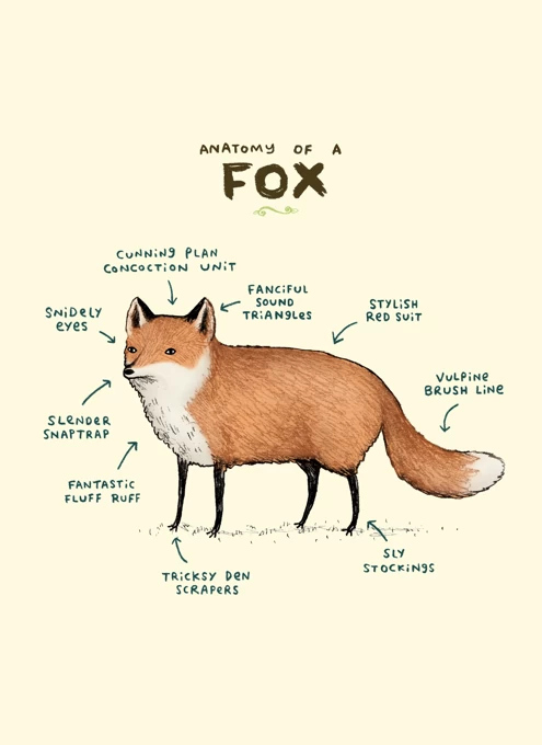 Anatomy Of A Fox