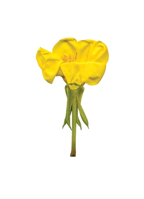 Yellow Flower by Julie Davies