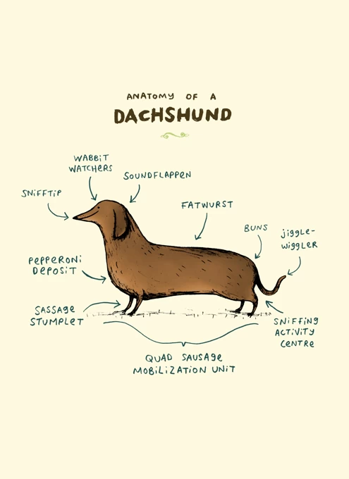 Anatomy Of A Dachshund