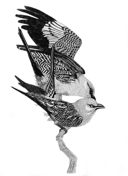 Kingfishers By Sally-Ann Rowland